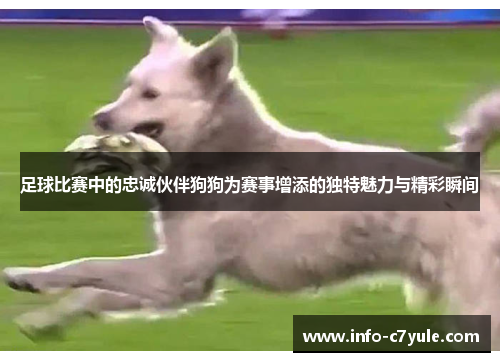 足球比赛中的忠诚伙伴狗狗为赛事增添的独特魅力与精彩瞬间